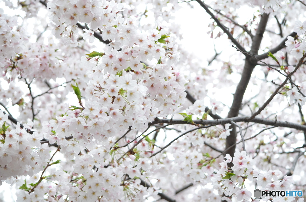 近所の桜③