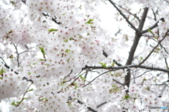 近所の桜③