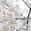 近所の桜③