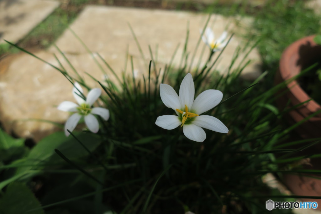 夏の花