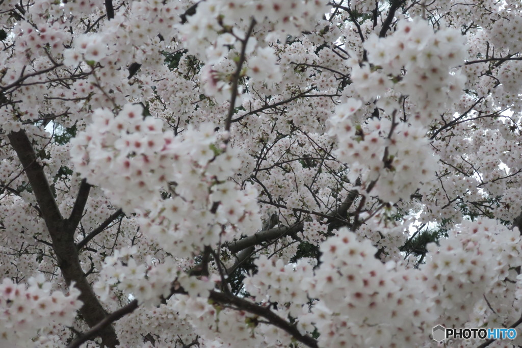 桜満開①
