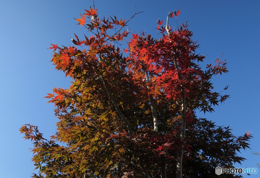 秋の景色④