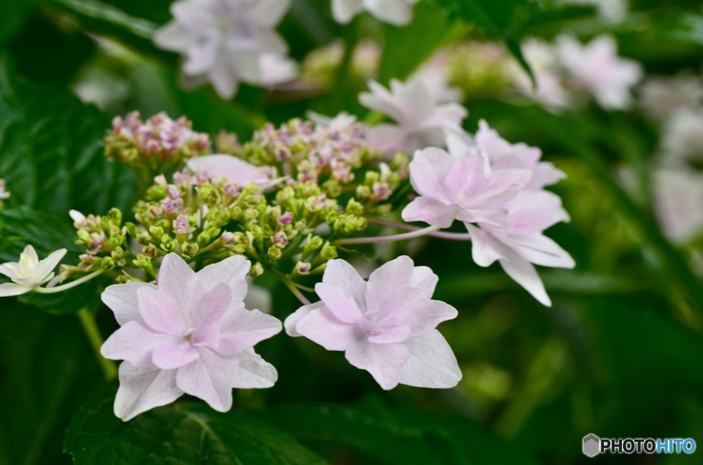 紫陽花 薄ピンク