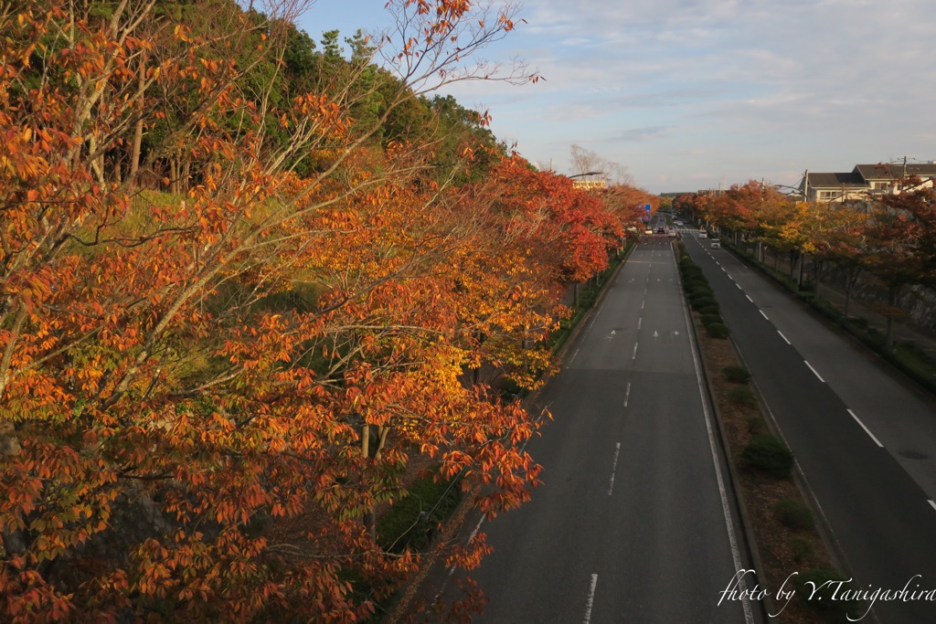 歩道橋からの景色