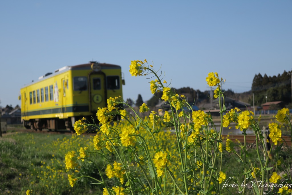 いすみ鉄道ムーミン列車