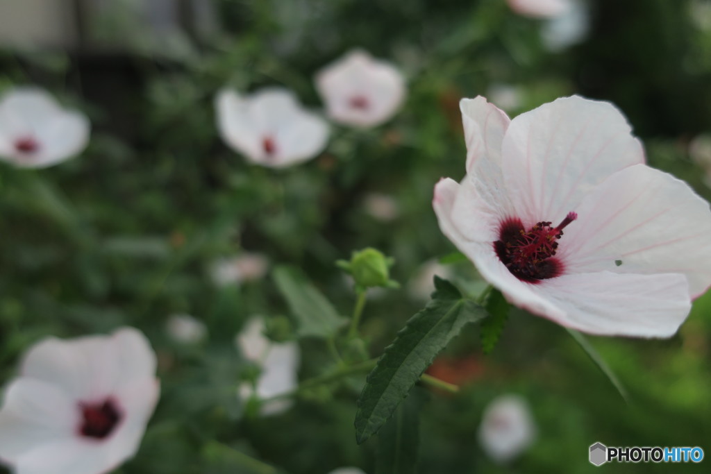 夏の花1