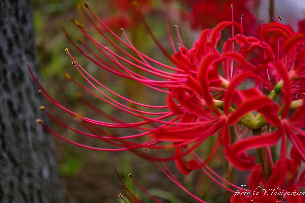 曼珠沙華