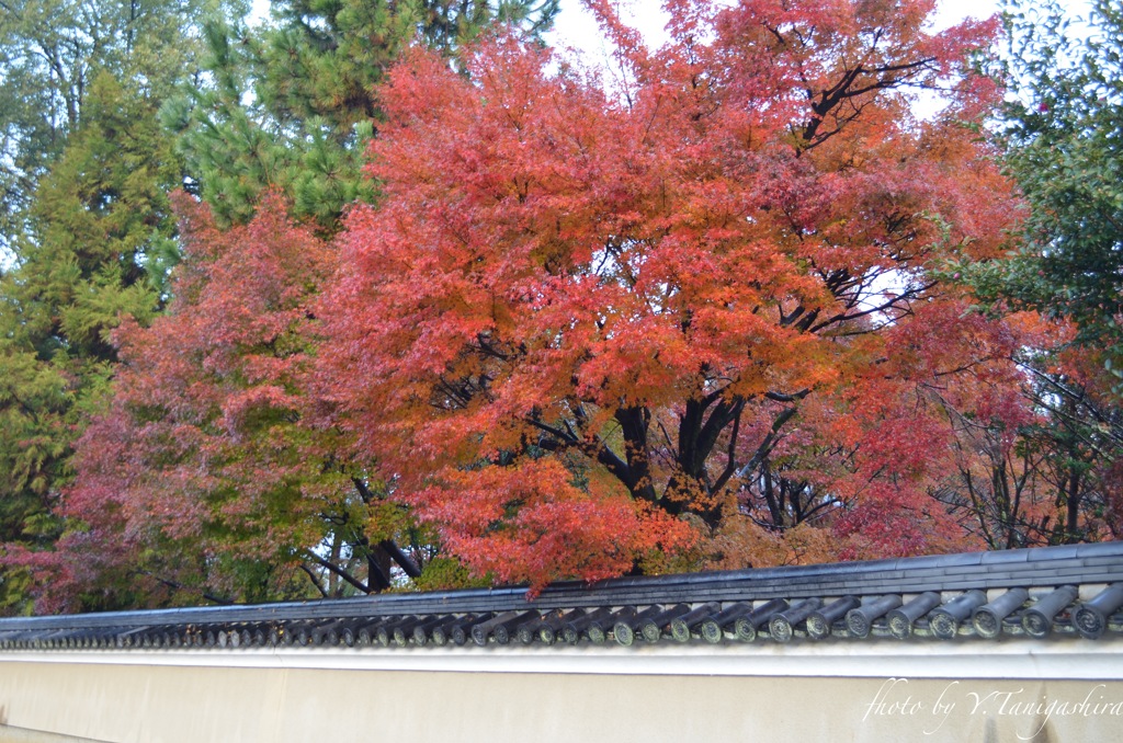 嵯峨野の紅葉
