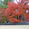 嵯峨野の紅葉