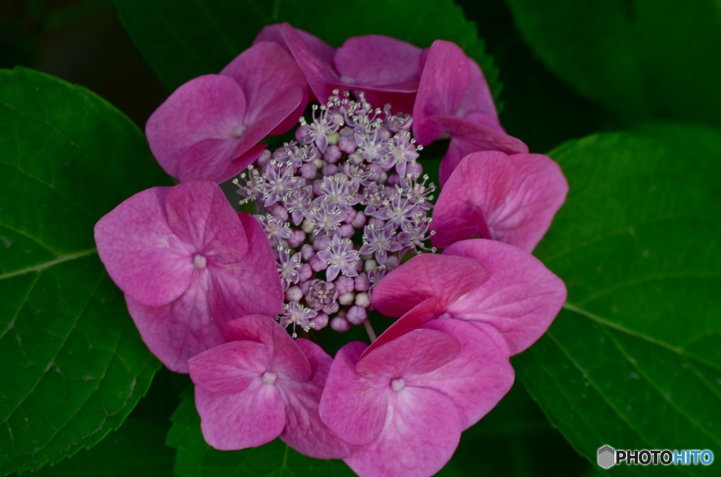 紫陽花 濃ピンク