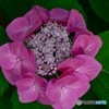 紫陽花 濃ピンク