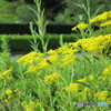 黄色い夏の花