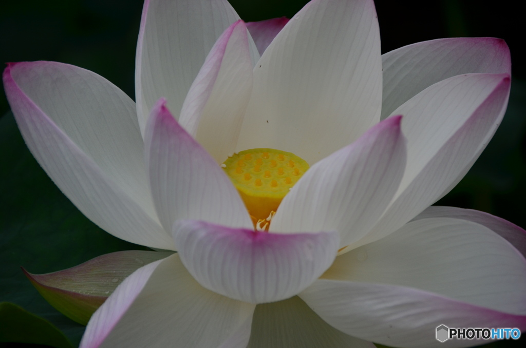 舞鶴公園17