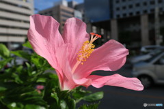 ハイビスカス(桃色)