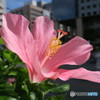 ハイビスカス(桃色)