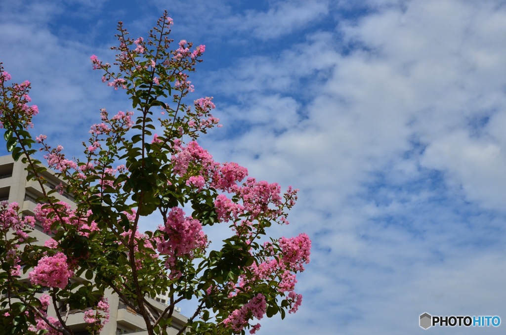 百日紅と秋っぽい空