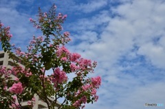 百日紅と秋っぽい空