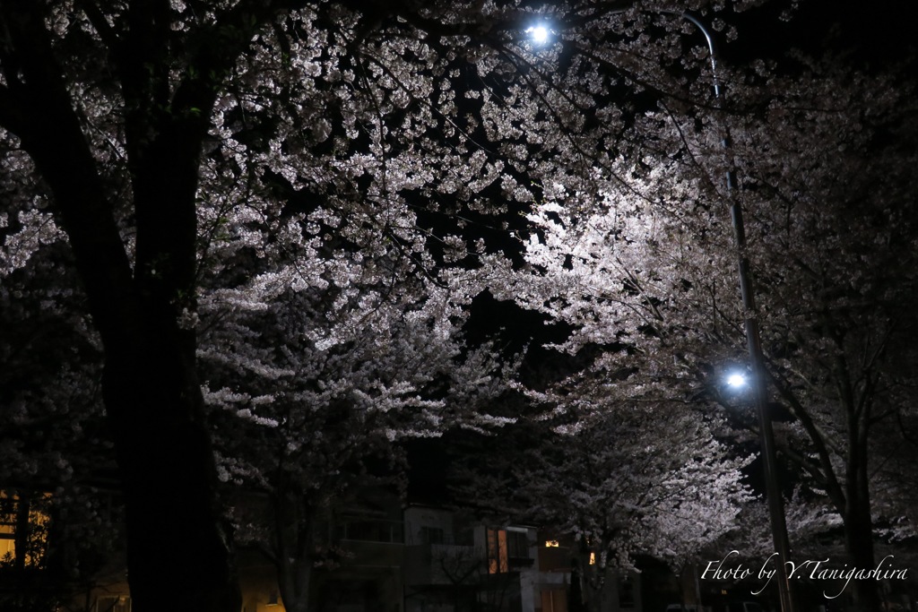 真夜中の近所の桜