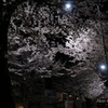 真夜中の近所の桜