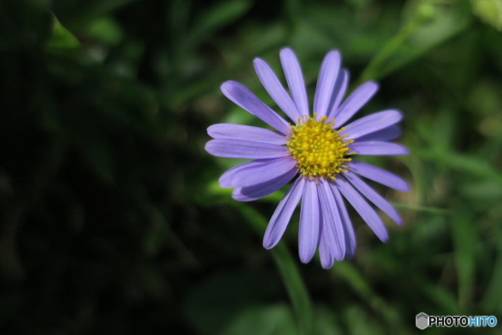 夏の花