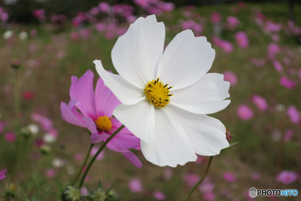 秋桜①