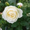 秋薔薇