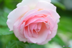 ピンク薔薇①(前方上目から)