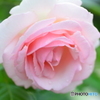 ピンク薔薇①(前方上目から)