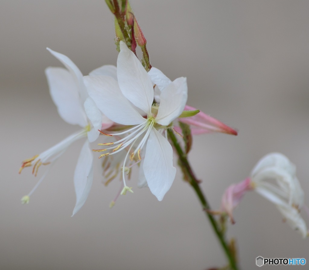 白蝶花(ガウラ)