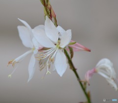 白蝶花(ガウラ)