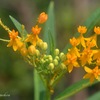 このオレンジ色の虫は何なんダァ！