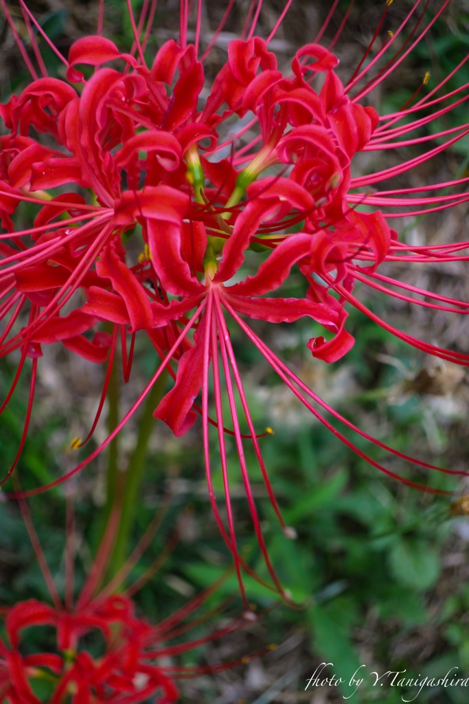 曼珠沙華