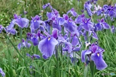 花菖蒲②