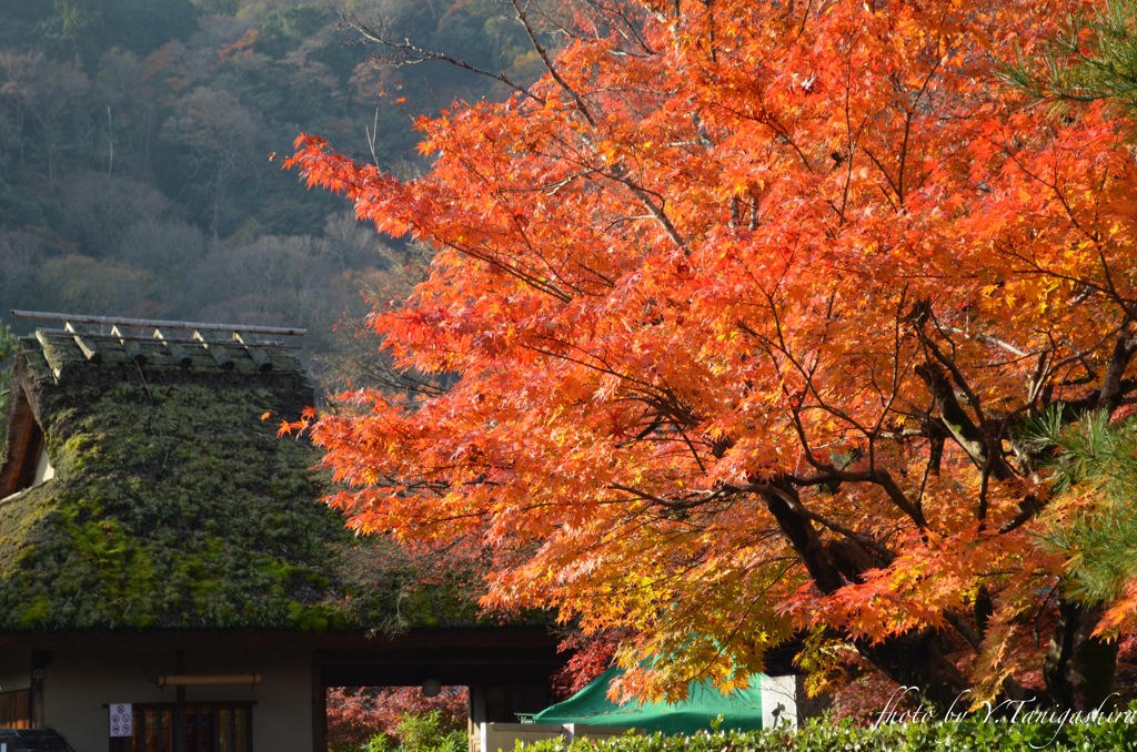 嵐山