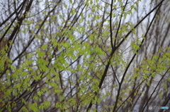 ケヤキの新芽