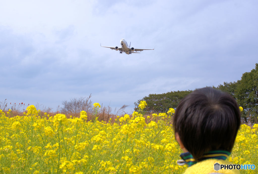 菜の花畑  福岡空港