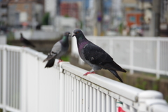 鳩