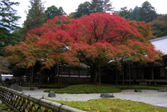雷山千如寺大悲王院の紅葉