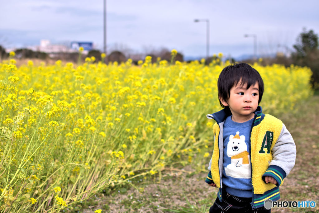 菜の花畑
