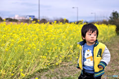 菜の花畑