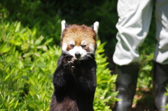 レッサーパンダ