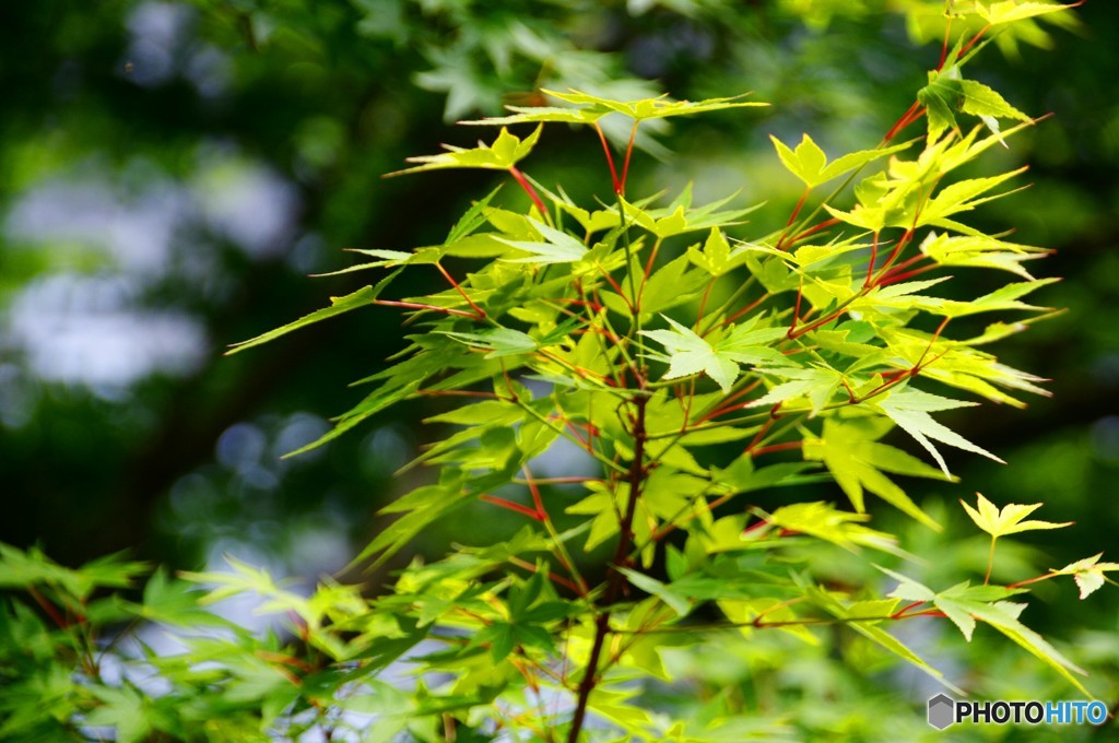 新緑のもみじ