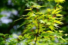 新緑のもみじ