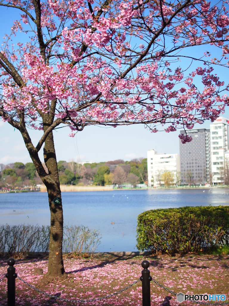 陽光桜