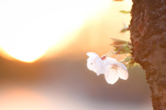 夕日と桜
