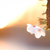 夕日と桜