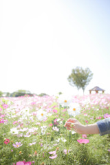 空と花