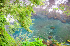 緑と水面