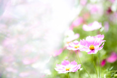 秋桜