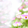 秋桜